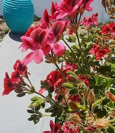 Flora Akis Klima Apartment *